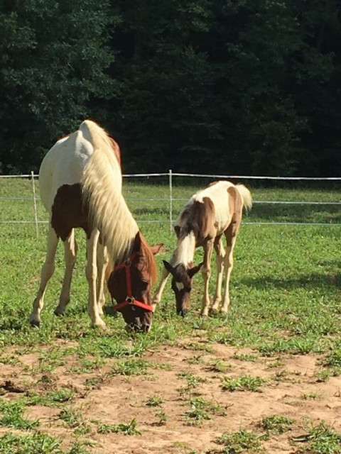 Visit Foolish Luck Farm