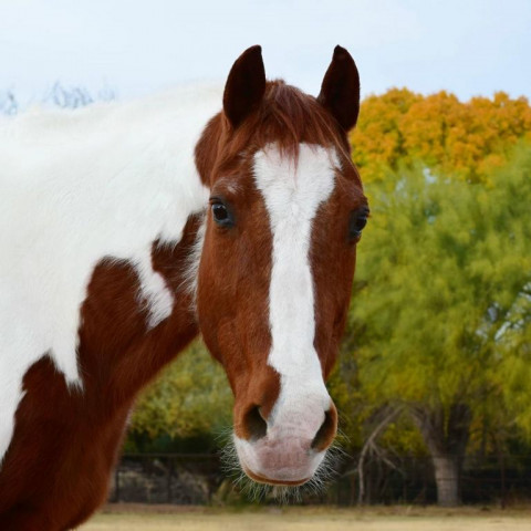 Visit Southern Comfort Arizona Horse Boarding