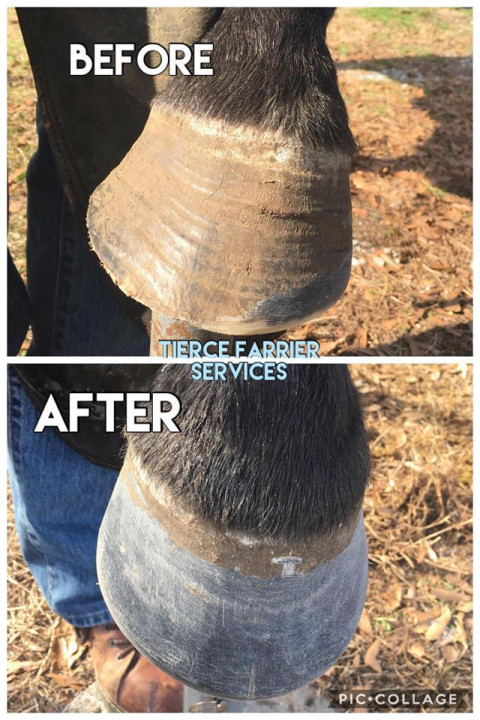 Visit Tierce Farrier Services