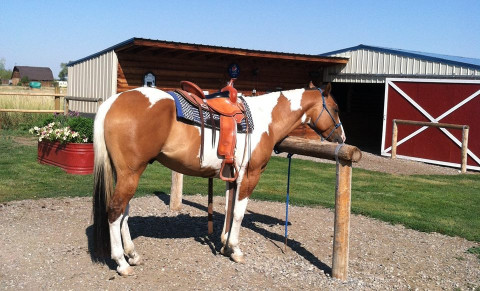 Visit HolidayHorseCare.com - Horse Boarding with Rosi Slater