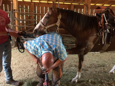 Visit Hendrickson Farrier Service