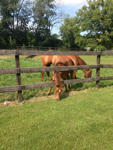 Visit Blue Ridge Farm