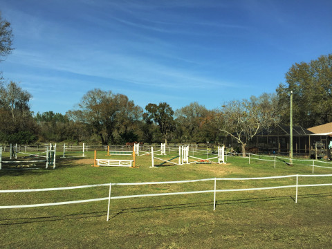 Visit A Turning Leaf Hunter/Jumper Horses Tampa North, FL