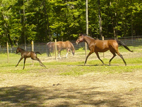 Visit North Winds Stables