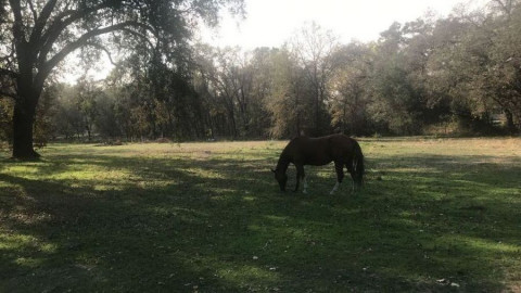 Visit Loomis Horse Boarding pasture