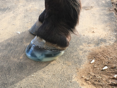 Visit Brad's Natural Hoof Care- Modern Day Hoof Care  for a Naturally Healthy Horse