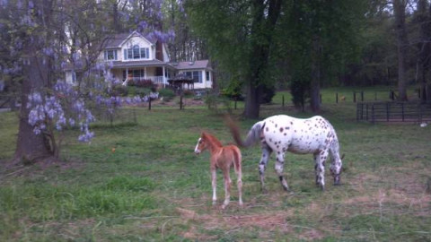 Visit Shadow Lane Stables, LLC in Winston Salem NC