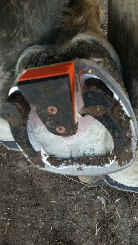 Visit Richard Clark Horseshoeing