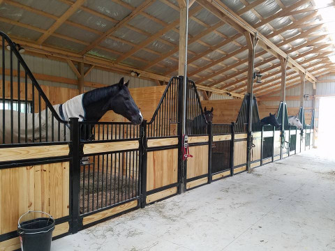 Visit Aptitude Dressage and Sporthorses