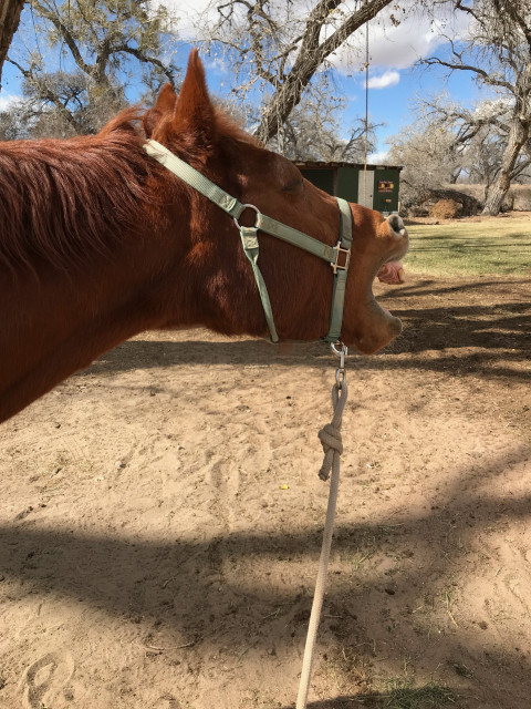 Visit Sandy Benson-Equine bodywork/massage and alignment coaching