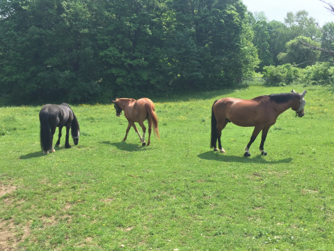 Visit Hunters Moon Equestrian Center