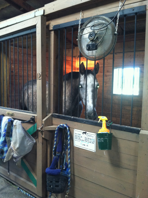 Visit FOUR WINDS EQUESTRIAN CENTER  , BOARDING