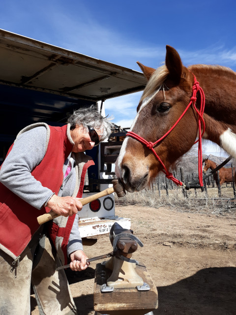 Visit Charlotte Foss Horseshoeing