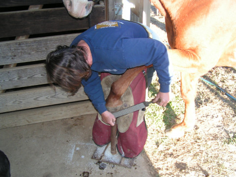 Visit farrier/trimmer