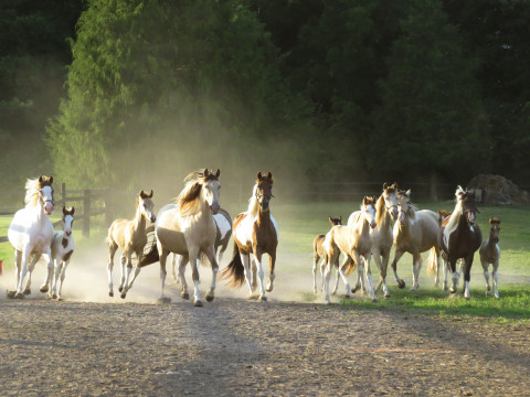 Visit Hamilton Stables