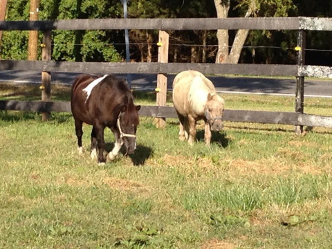 Visit Fries Mill Farm