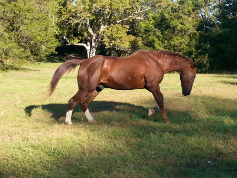 Visit Suggs-Farm Quality Horse Boarding