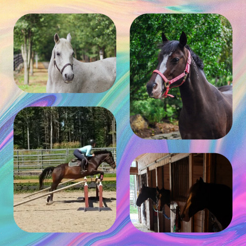 Visit Even Keel Equestrian