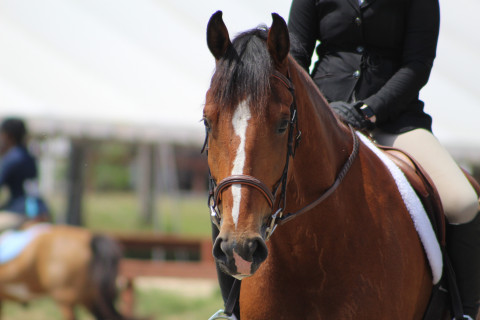 Visit Hunter Valley Riding Academy - Amy Drinco & Brenley Allyn