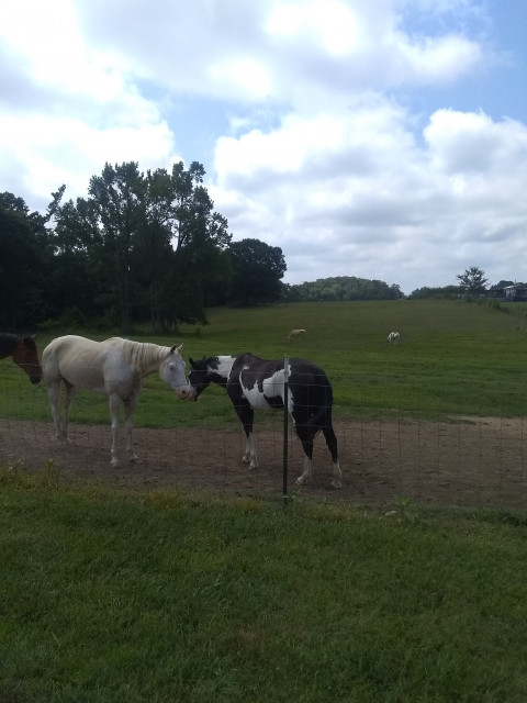 Visit Horse boarding/training/ lessons