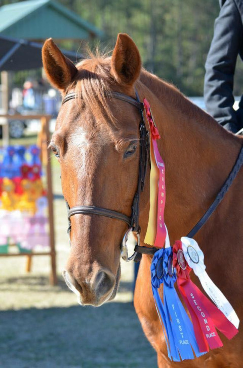 Visit The Big Red Barn - Beginner Riding Lessons