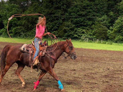 Visit Horse Training * Riding Lessons * Horse Sales * Breeding