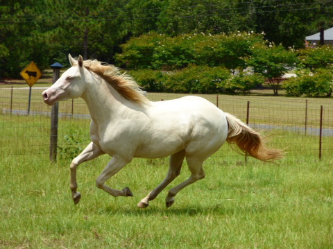 Visit Self care horse board