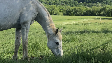 Visit Log Cabin Stable