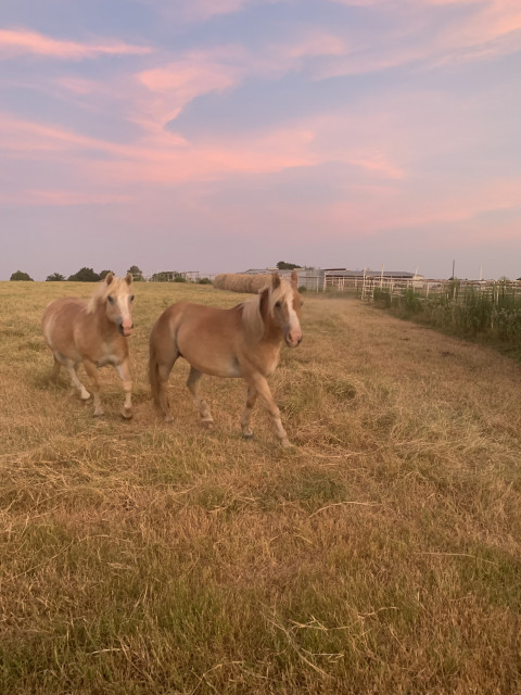 Visit Sonador Horse Farm