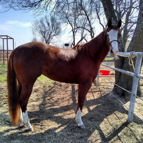 Visit Witt’s End Ranch