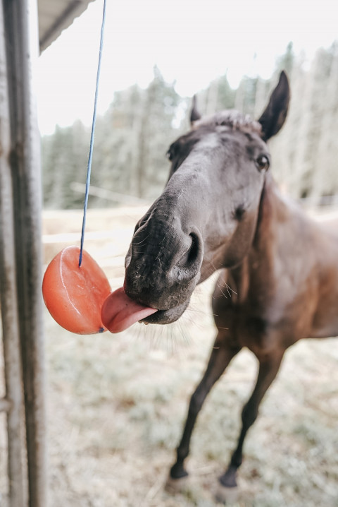 Visit NATURAL HORSE BOARDING - STALL & PASTURE AVAIL
