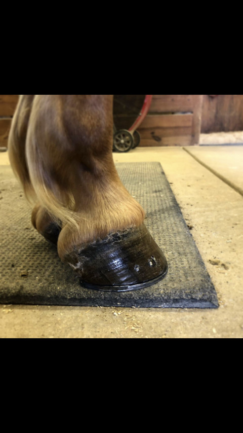 Visit JR Horseshoeing and Equine Services