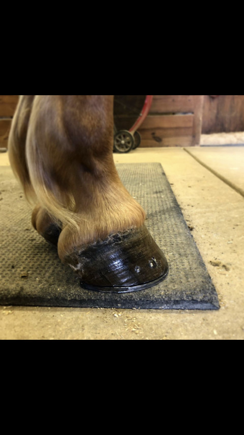 Visit JR Horseshoeing and Performance Horses