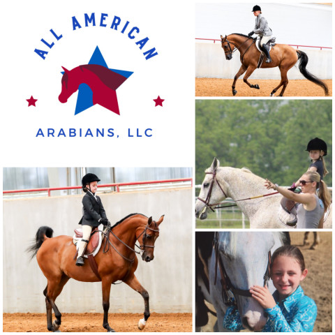 Visit All American Arabians, LLC