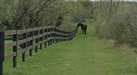 Visit Spicewood Horse Boarding