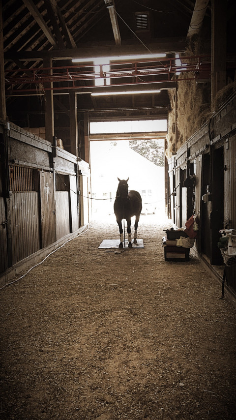 Visit Bartlett Homestead Stables