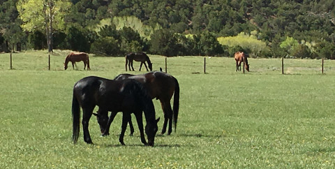 Visit Ute Creek Equine