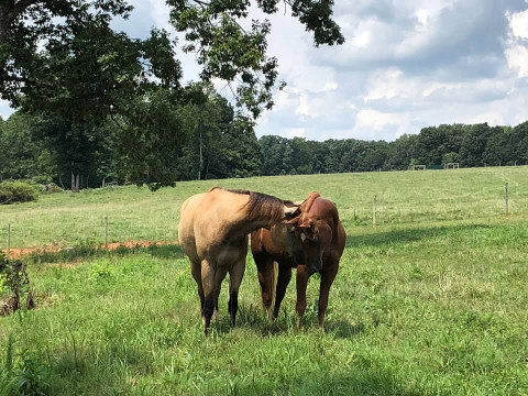 Visit Meadow Vista Farm