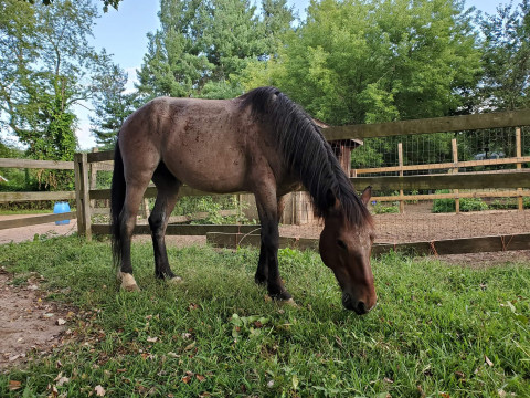 Visit Hidden Meadow Equestrian Center