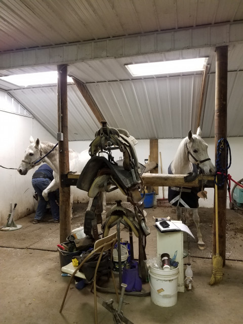 Visit Sunny Farrier Service