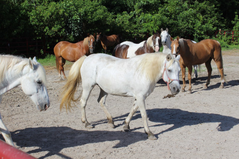 Visit F.R.I.E.N.D.S. Horse Rescue & Sanctuary