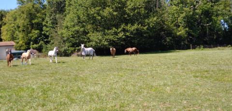 Visit Saddle Up Stables