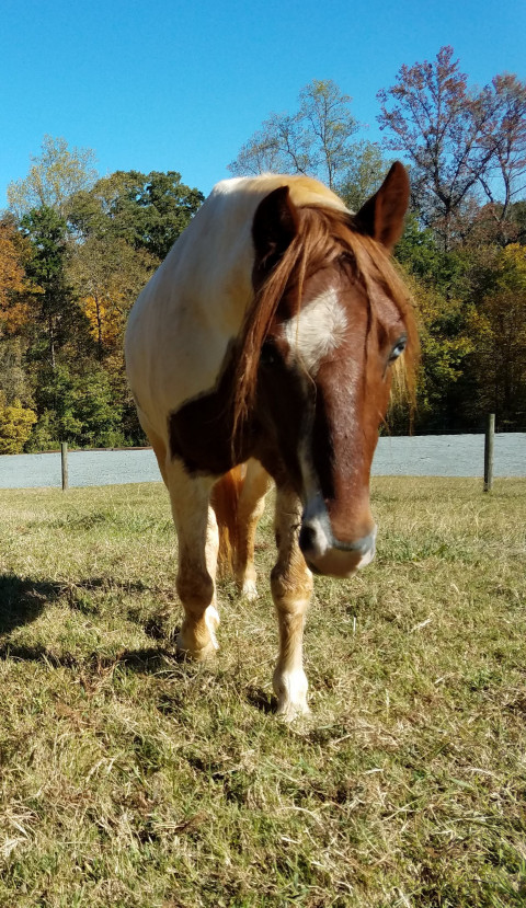 Horses for Sale or Lease in North Carolina