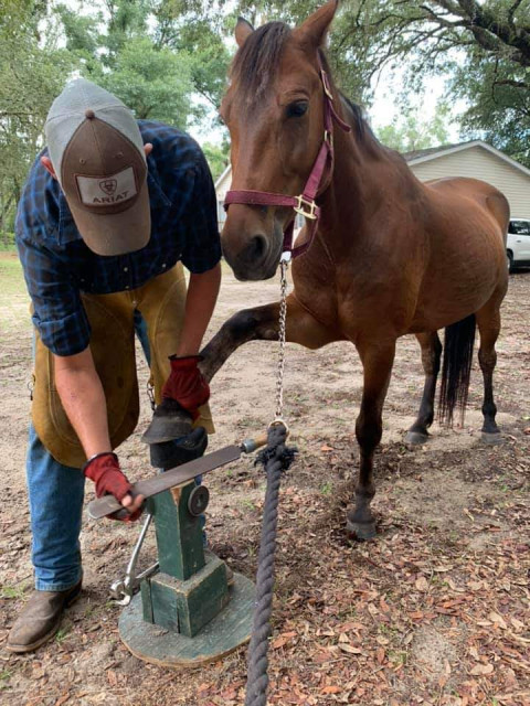 Visit Swede's farrier(barefoot trimming) & ranch services