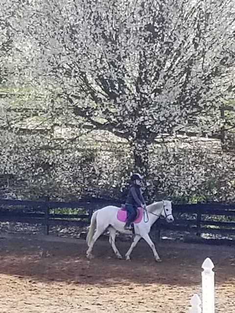 Visit Fox Hollow Riding Academy