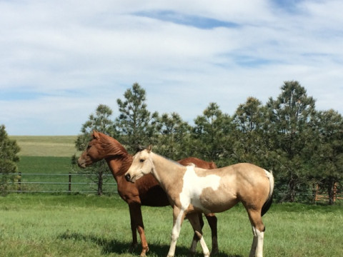 Visit Black Kettle Ranch