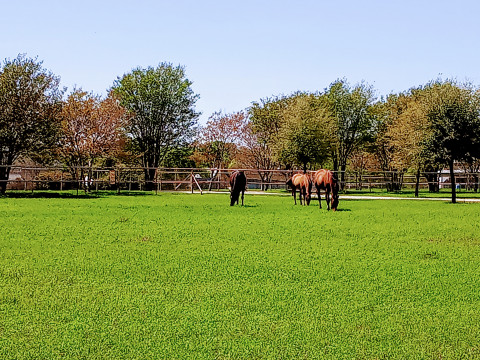 Visit Merrifield Equestrian at Riven Rock Ranch Resort