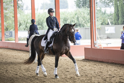 Visit Kaitlyn Hennessy Dressage