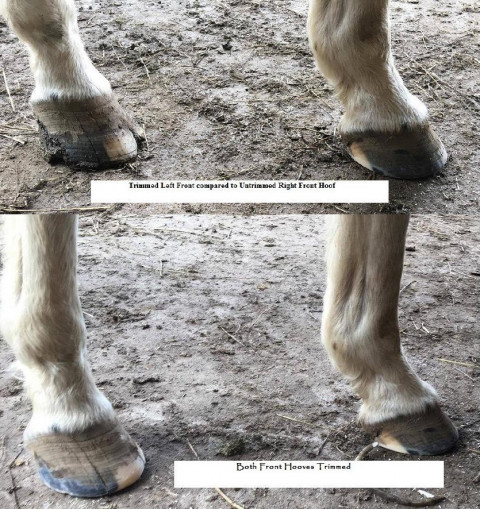 Visit Marah Anderton Equine Services, LLC - Training, Lessons & Barefoot Hoof Trimmer