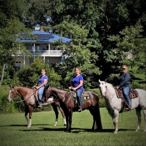 Visit Hensley's Show Horses